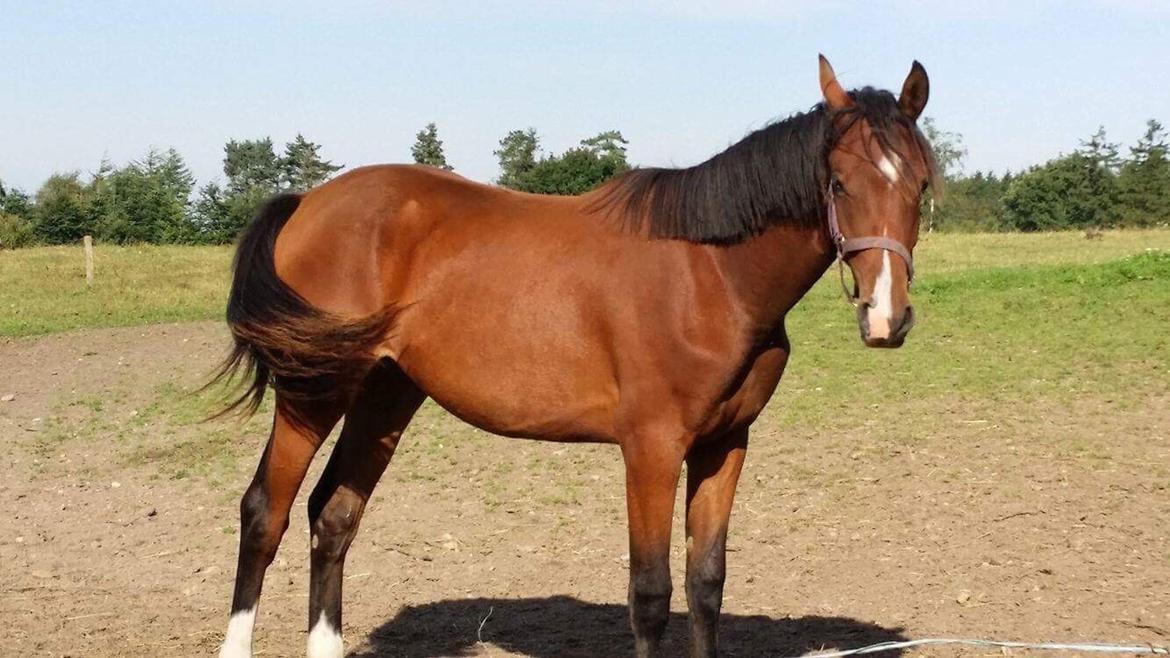 Dansk Varmblod Bankgårds Coletté billede 11