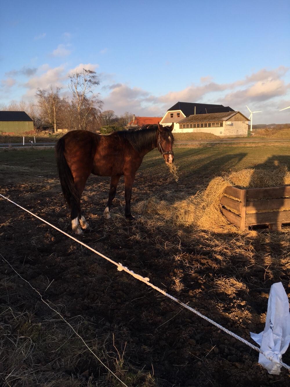 Dansk Varmblod Bankgårds Coletté billede 10