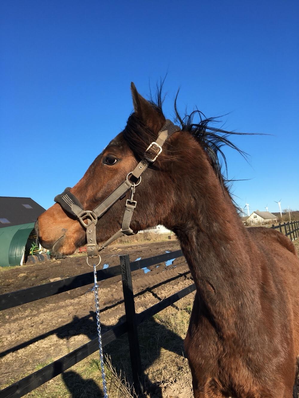 Dansk Varmblod Bankgårds Coletté billede 12