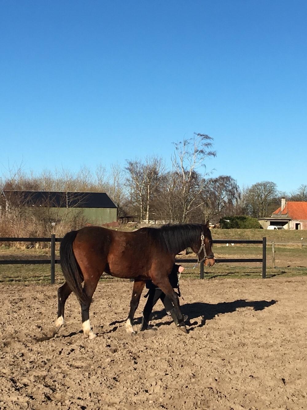 Dansk Varmblod Bankgårds Coletté billede 13