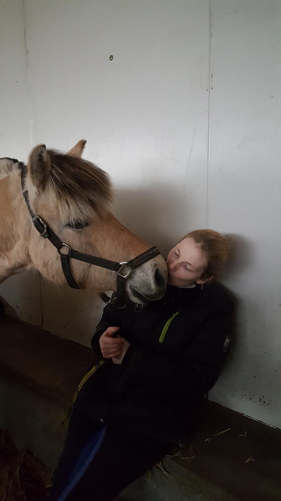 Fjordhest Merle vårby billede 10