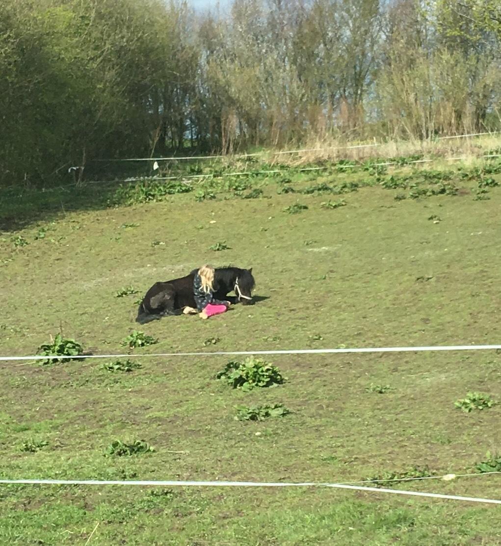 Anden særlig race Justin billede 5