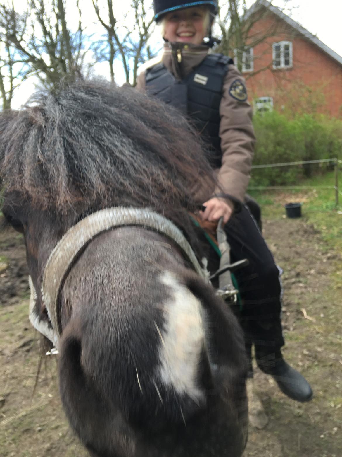 Anden særlig race Justin billede 4