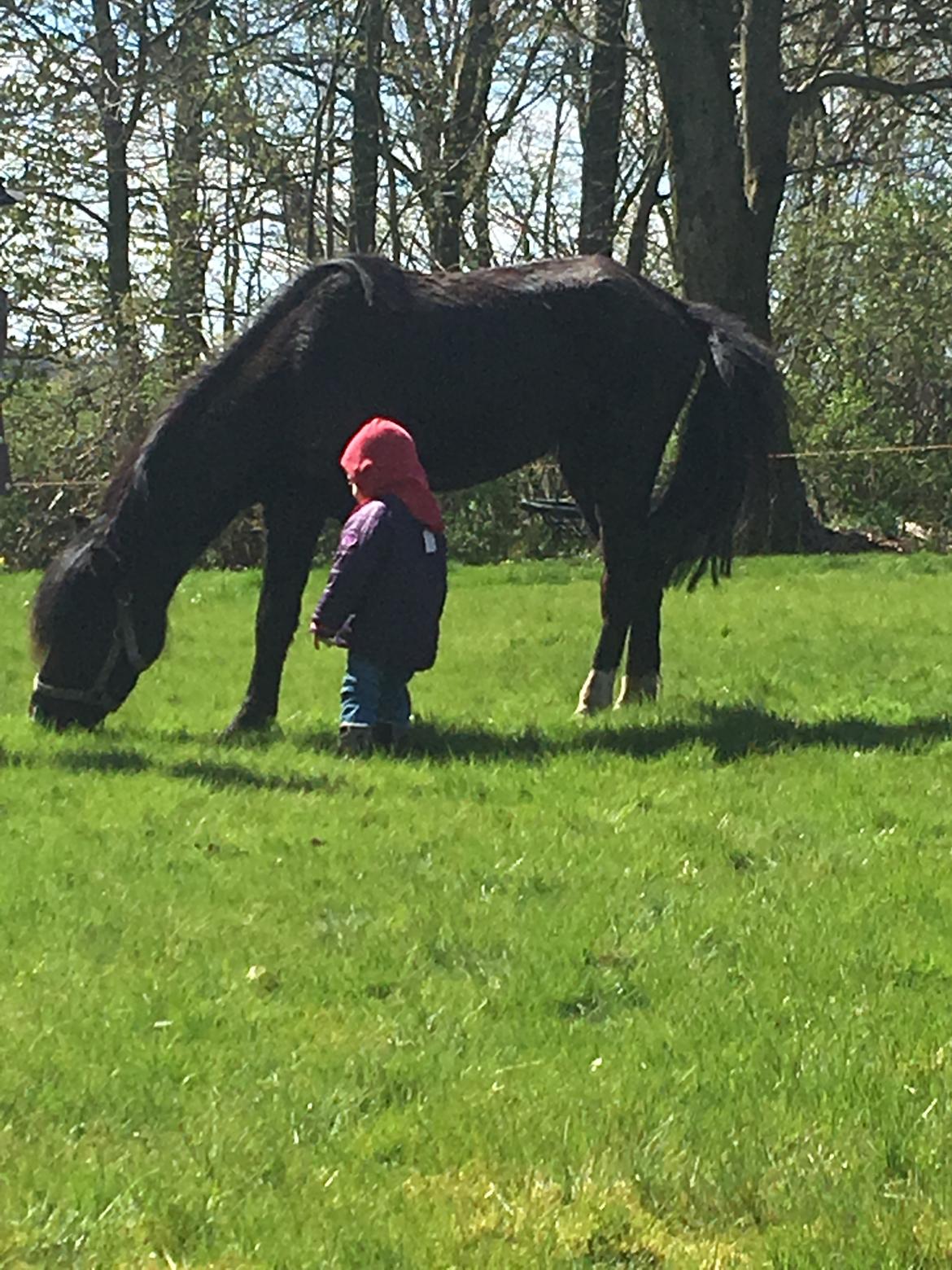 Anden særlig race Justin billede 6