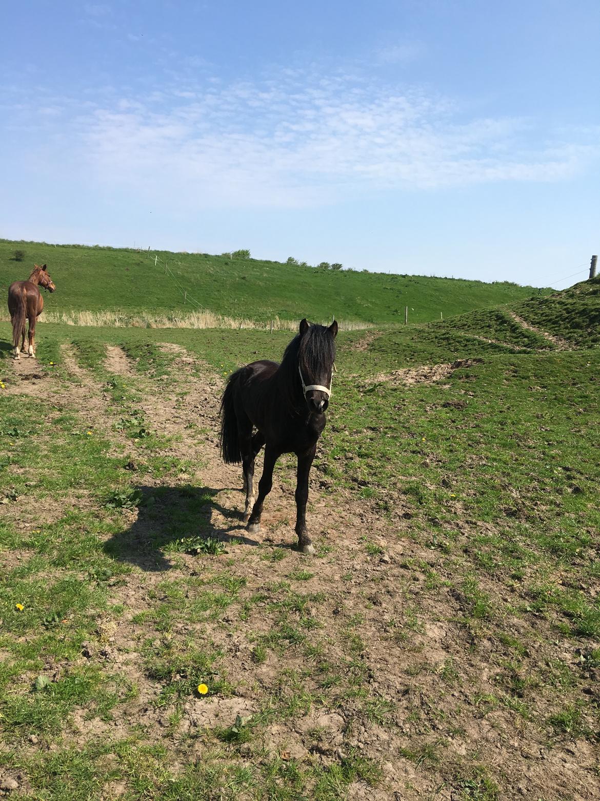 Anden særlig race Justin billede 7