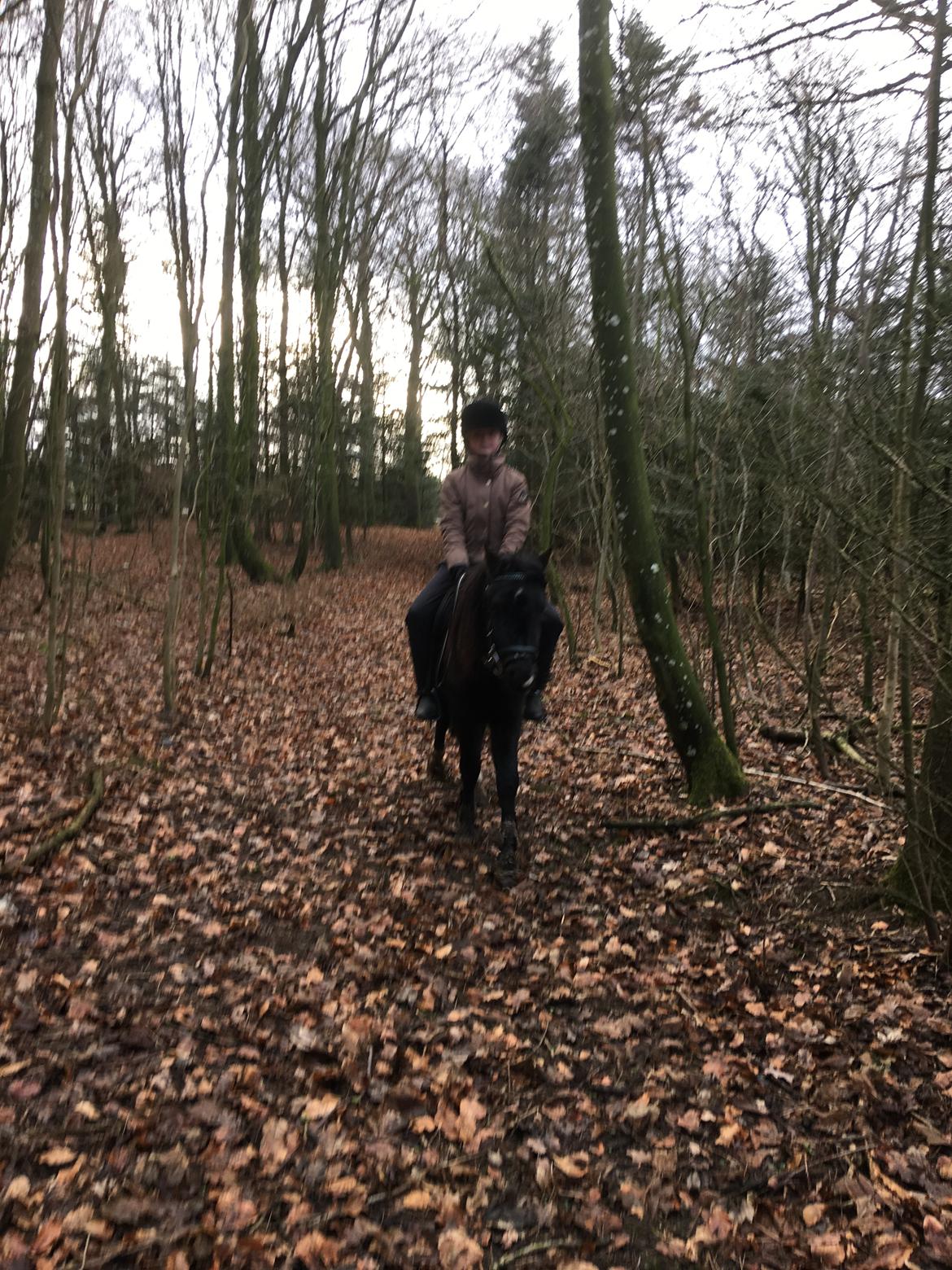 Anden særlig race Justin billede 11