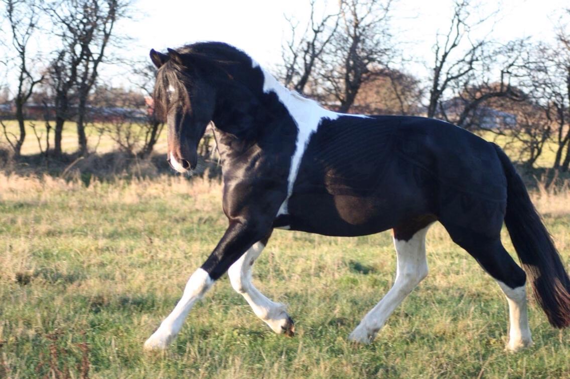 Barockpinto Obelix fan thorum billede 8