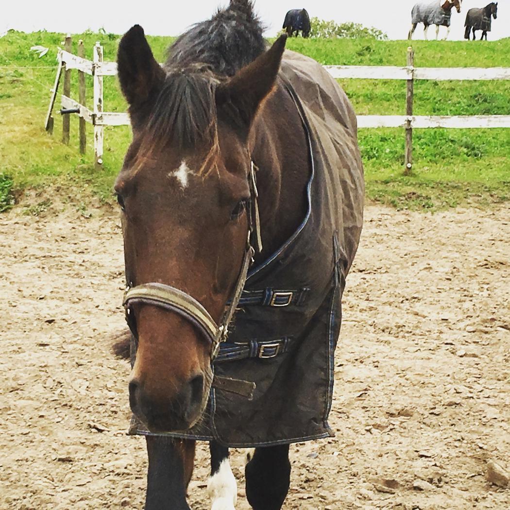 Dansk Varmblod Kashmir billede 2