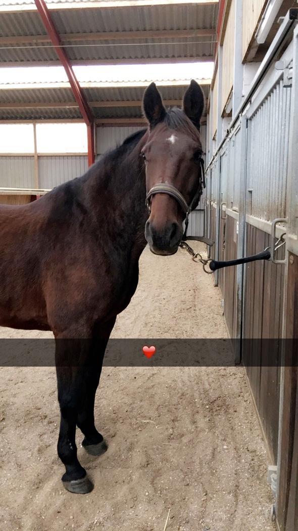 Dansk Varmblod Kashmir billede 1