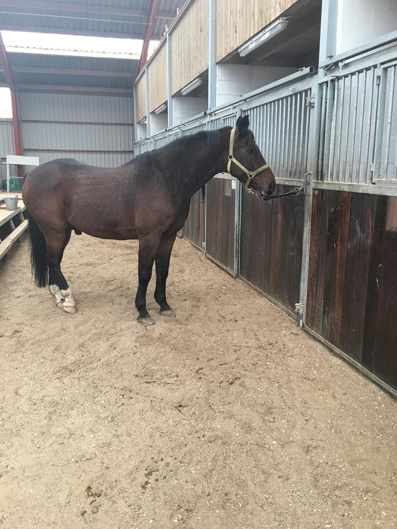 Dansk Varmblod Kashmir billede 3