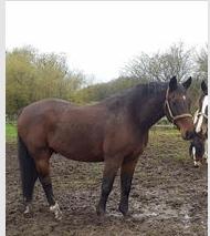 Dansk Varmblod Kashmir billede 6