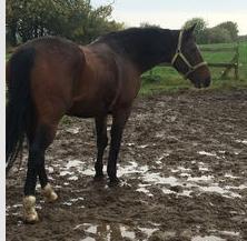 Dansk Varmblod Kashmir billede 5