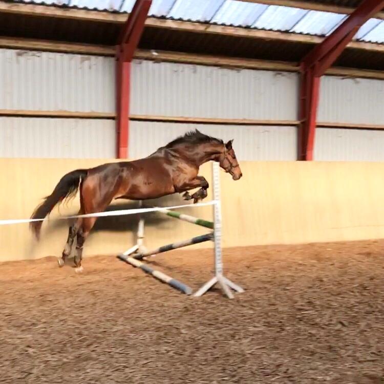 Dansk Varmblod Solbakken's Rocksley billede 14