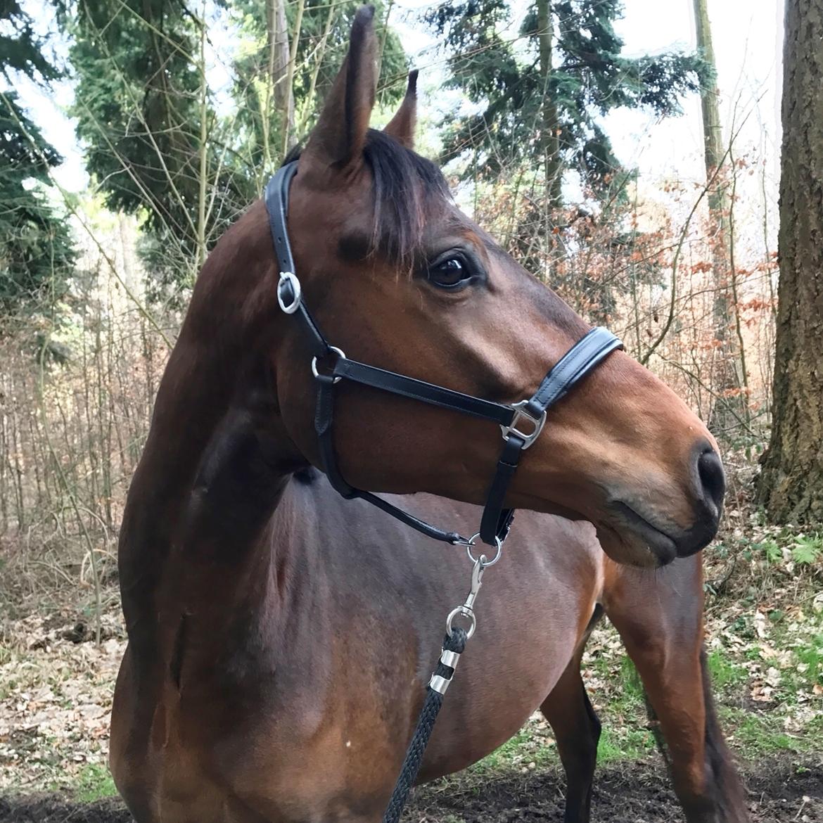 Dansk Varmblod Solbakken's Rocksley billede 15