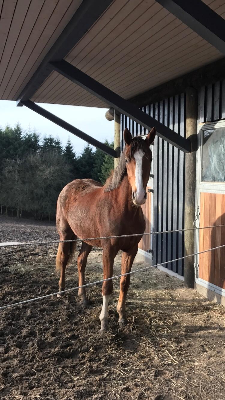 Dansk Varmblod Gørklintgårds Gratia billede 18