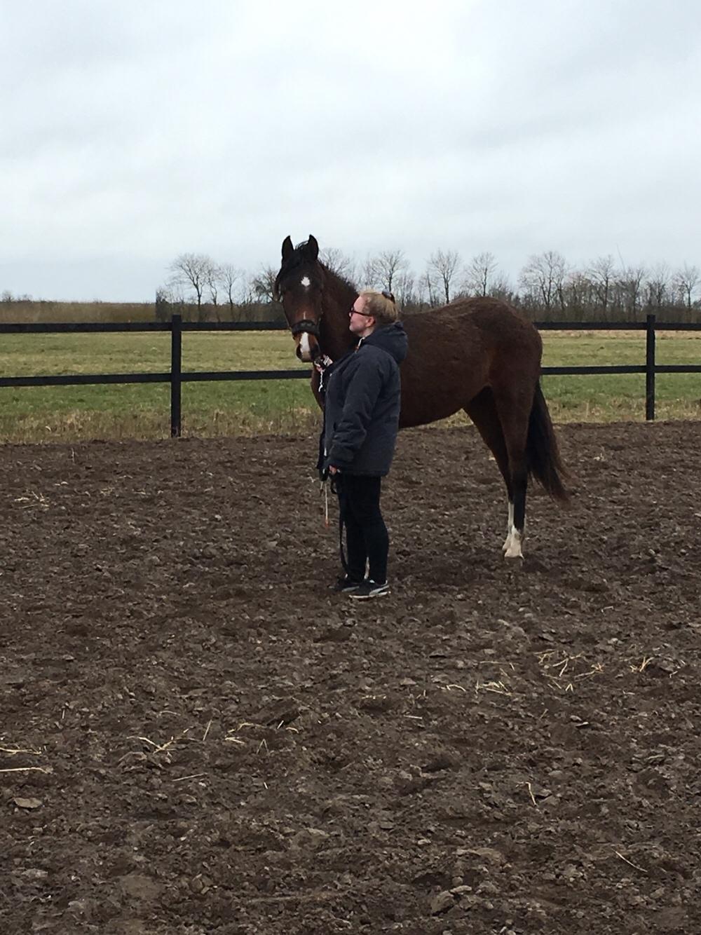 Dansk Varmblod Bankgårds Coletté billede 14