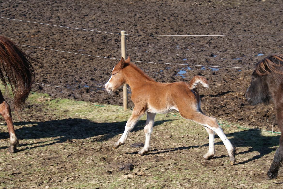 DSP Don Santino Nobility billede 9