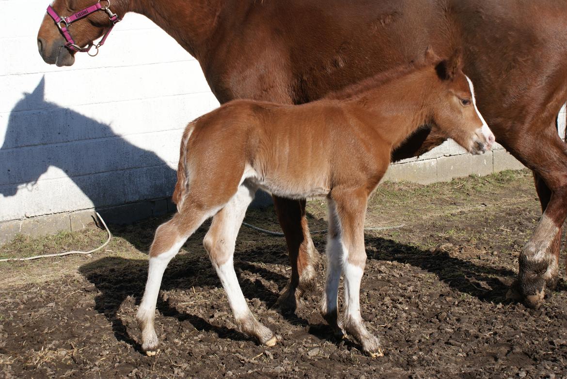 DSP Don Santino Nobility billede 10