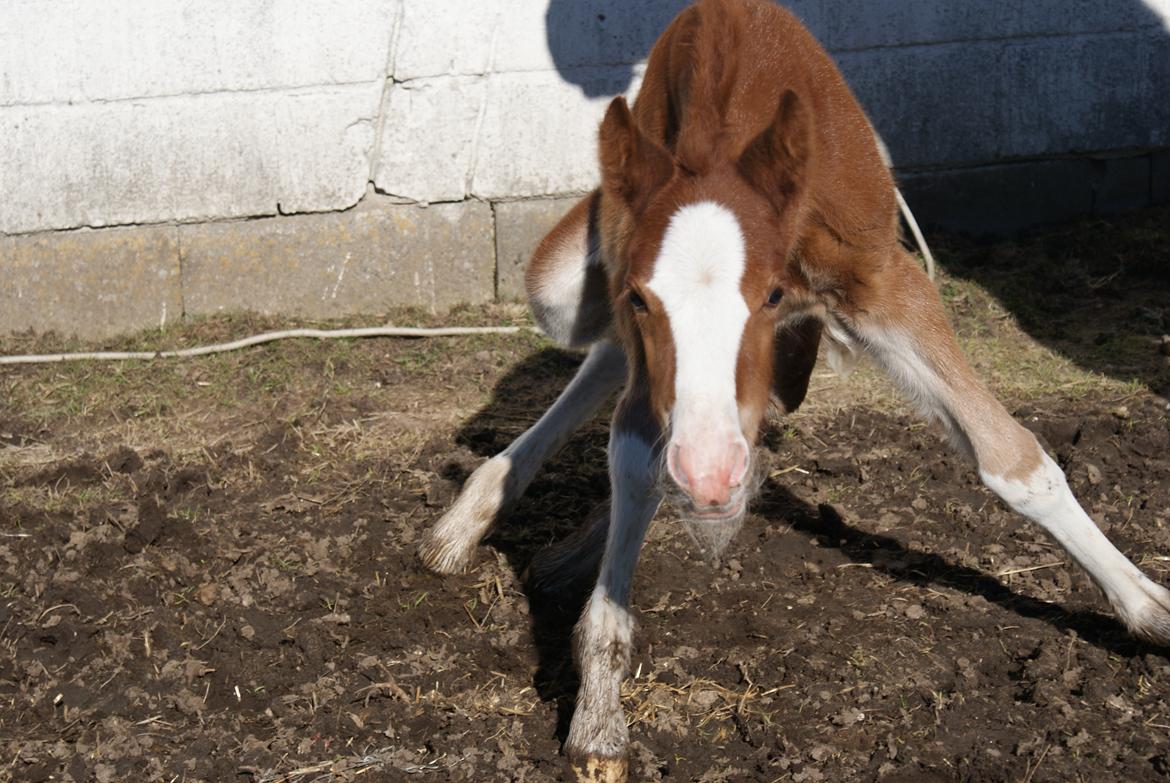 DSP Don Santino Nobility billede 6