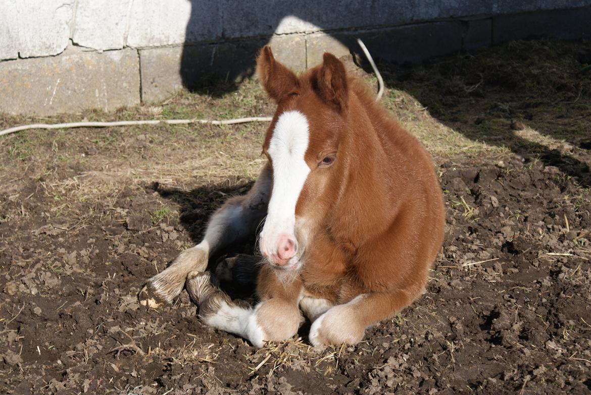 DSP Don Santino Nobility billede 7