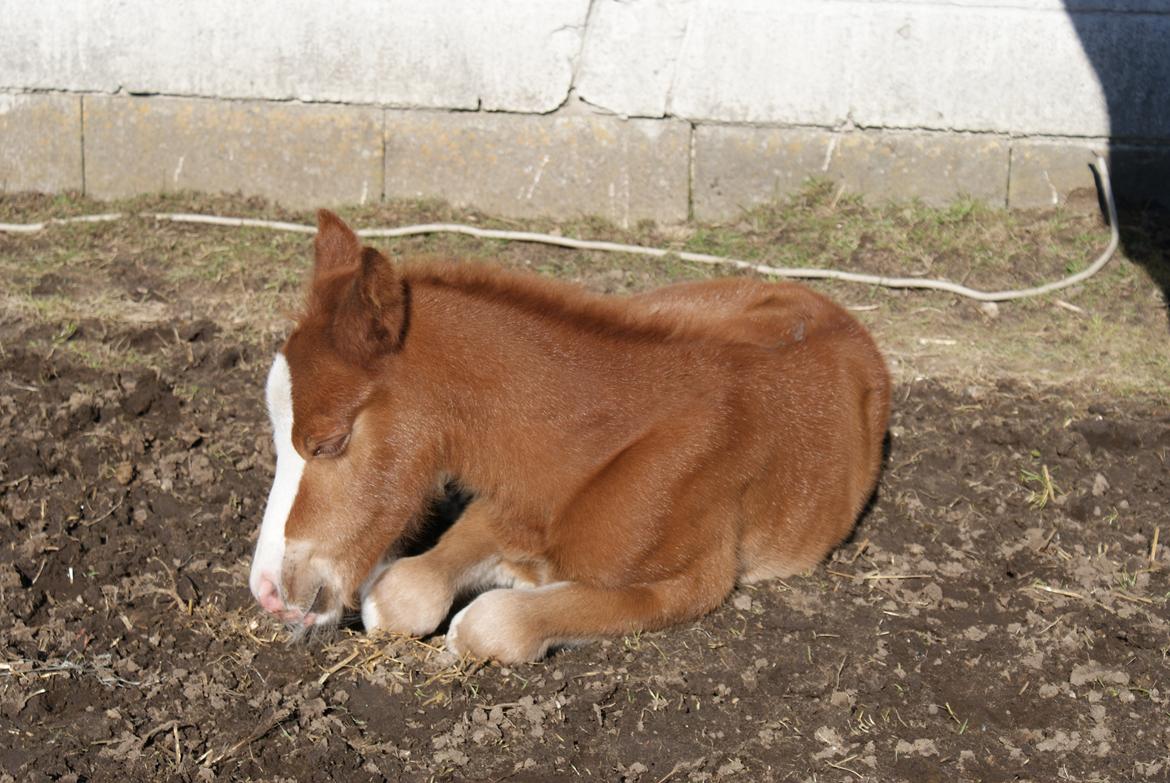 DSP Don Santino Nobility billede 11