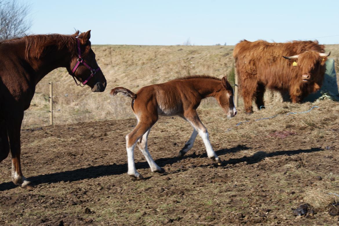 DSP Don Santino Nobility billede 12