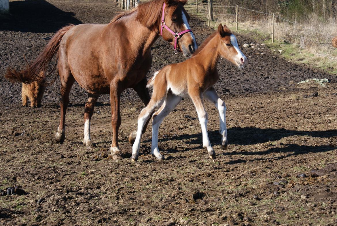 DSP Don Santino Nobility billede 13