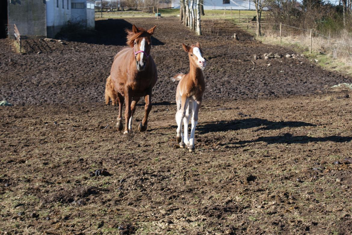 DSP Don Santino Nobility billede 14