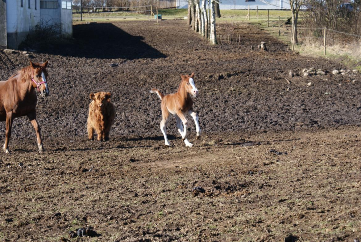 DSP Don Santino Nobility billede 15