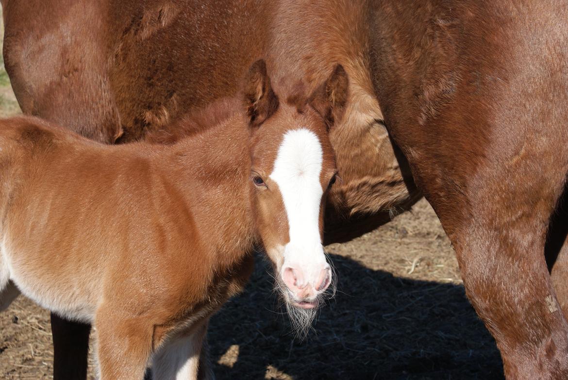 DSP Don Santino Nobility billede 16