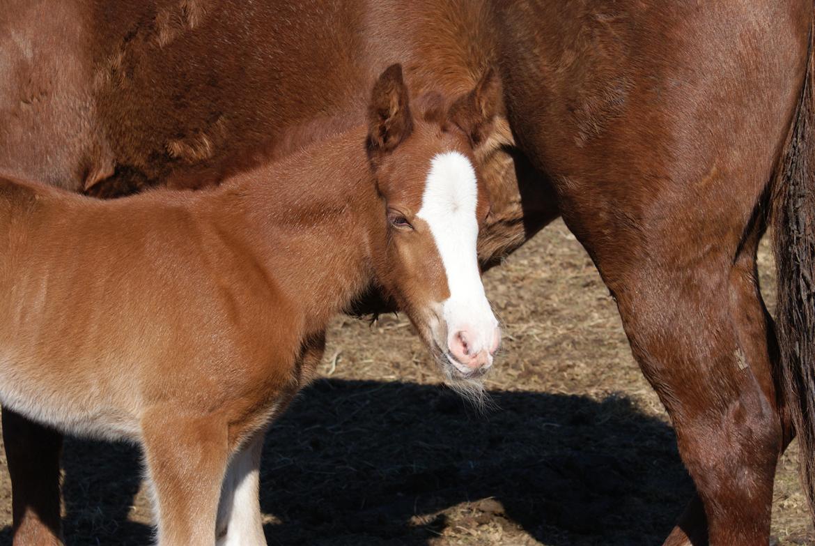 DSP Don Santino Nobility billede 17