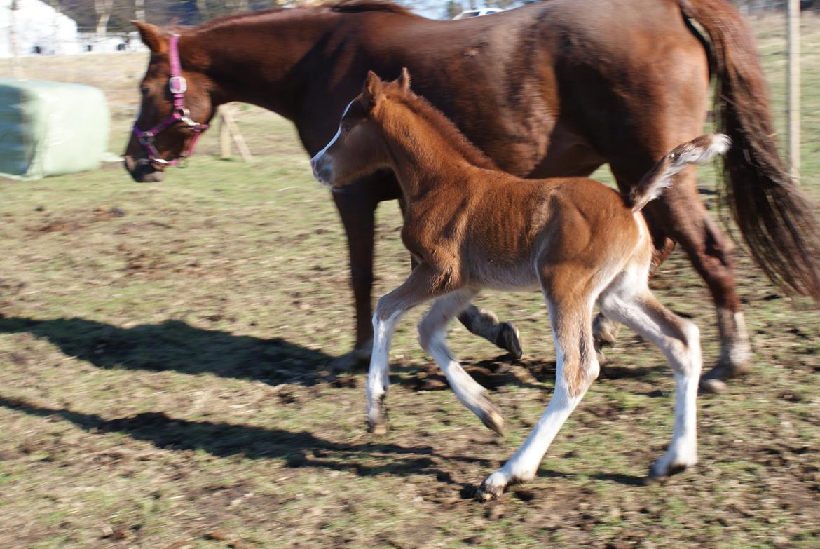 DSP Don Santino Nobility billede 8