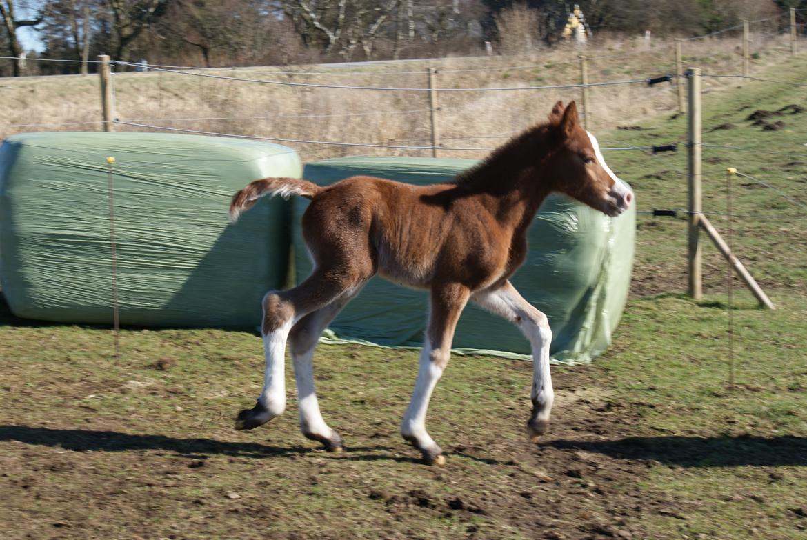 DSP Don Santino Nobility billede 19