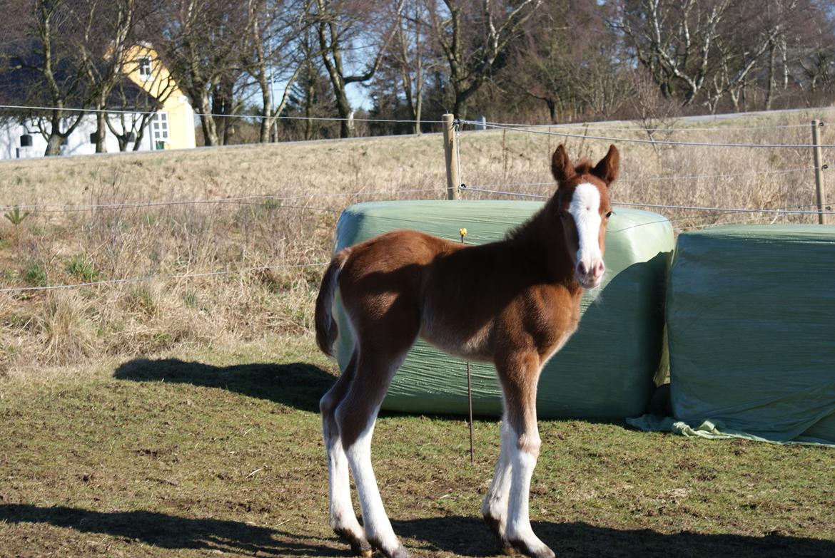 DSP Don Santino Nobility billede 20