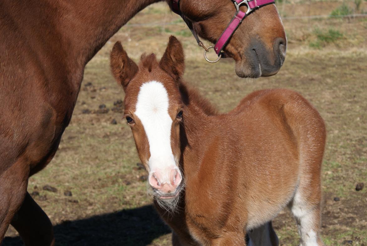 DSP Don Santino Nobility billede 21