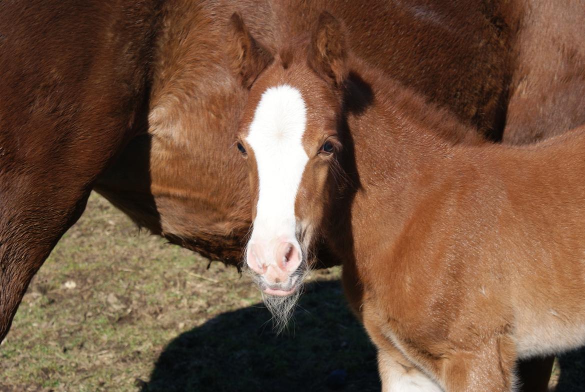 DSP Don Santino Nobility billede 22