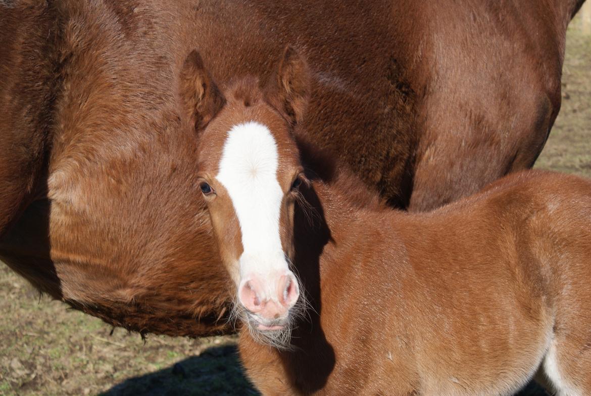 DSP Don Santino Nobility billede 4