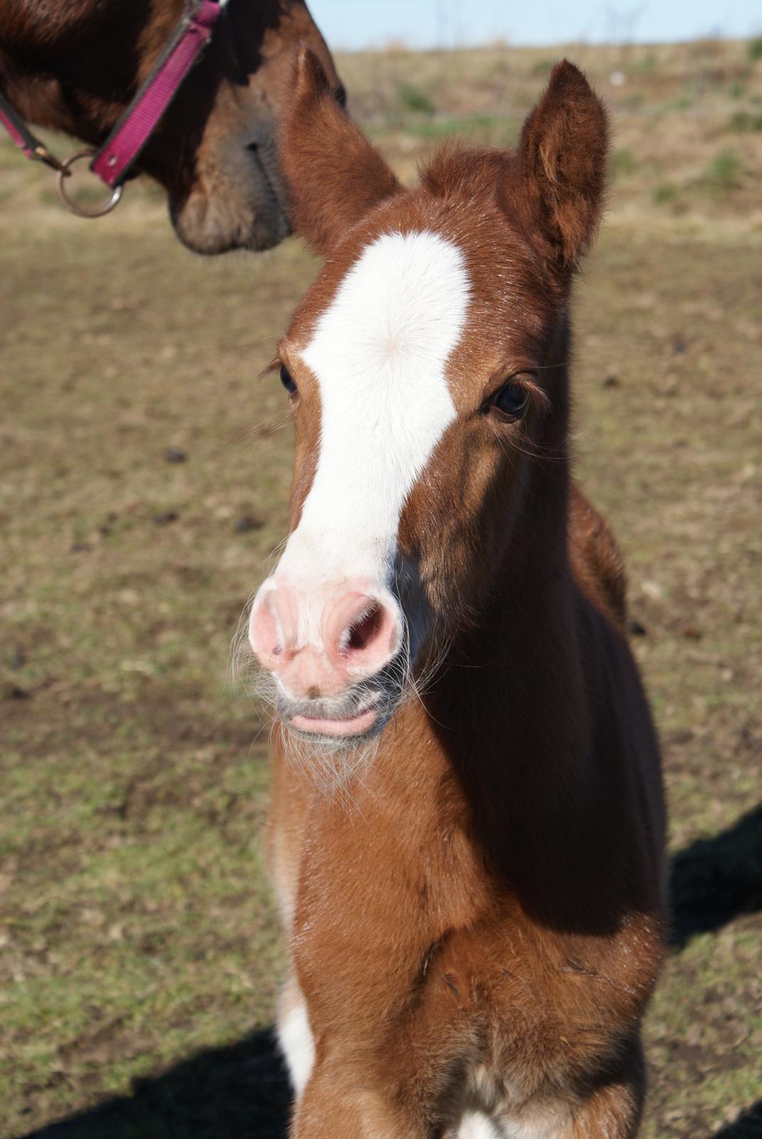 DSP Don Santino Nobility billede 5