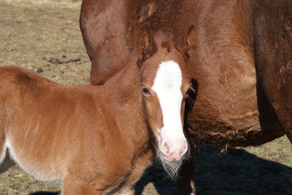 DSP Don Santino Nobility billede 23