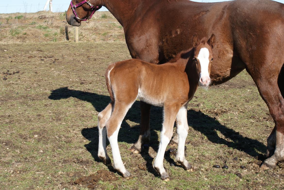 DSP Don Santino Nobility billede 24