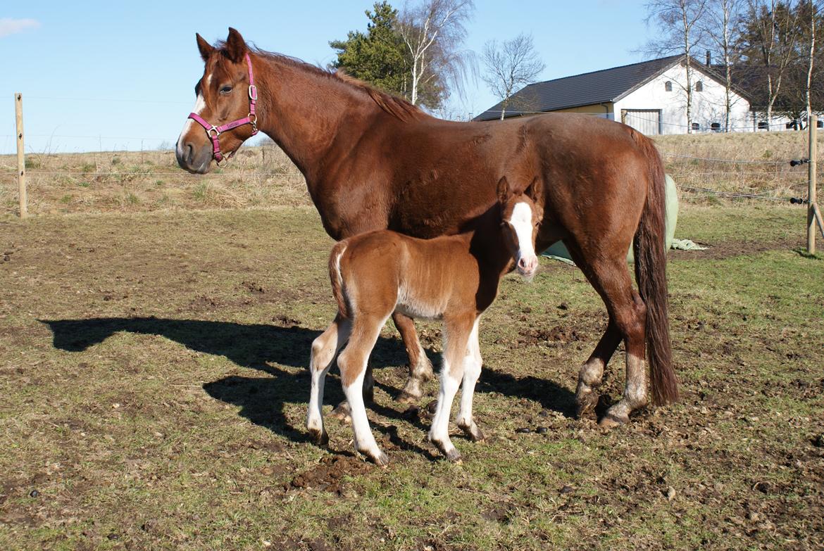 DSP Don Santino Nobility billede 25