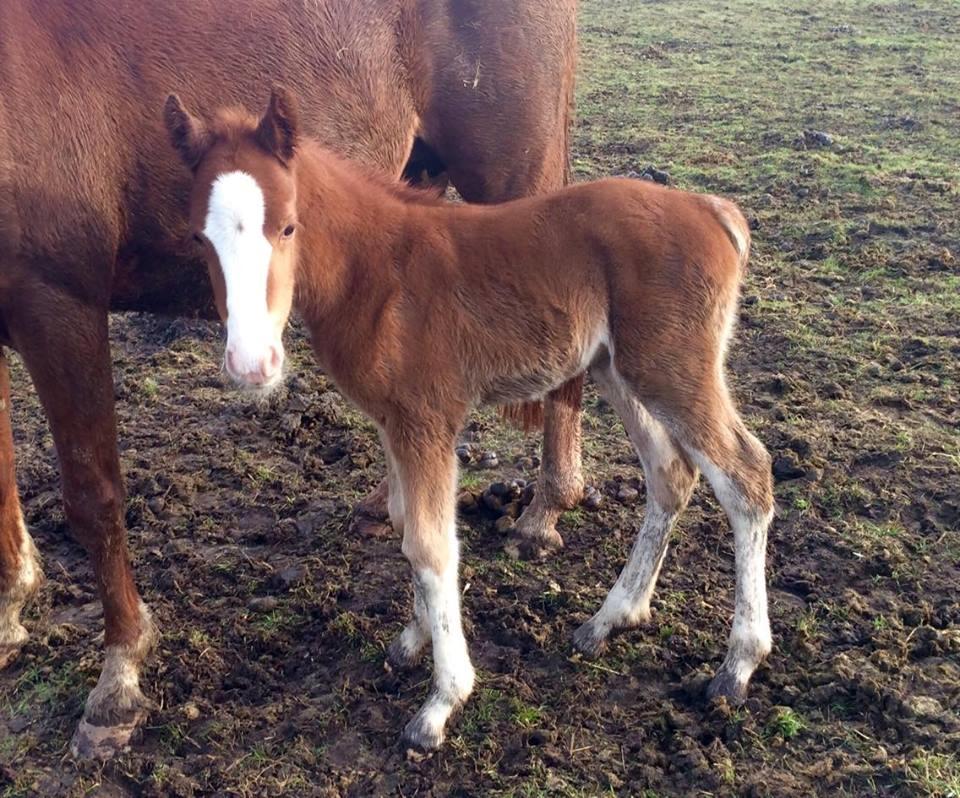 DSP Don Santino Nobility billede 26