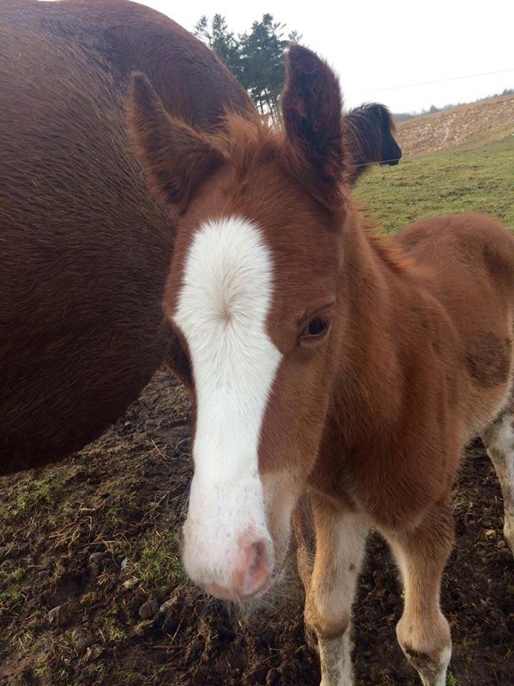 DSP Don Santino Nobility billede 27