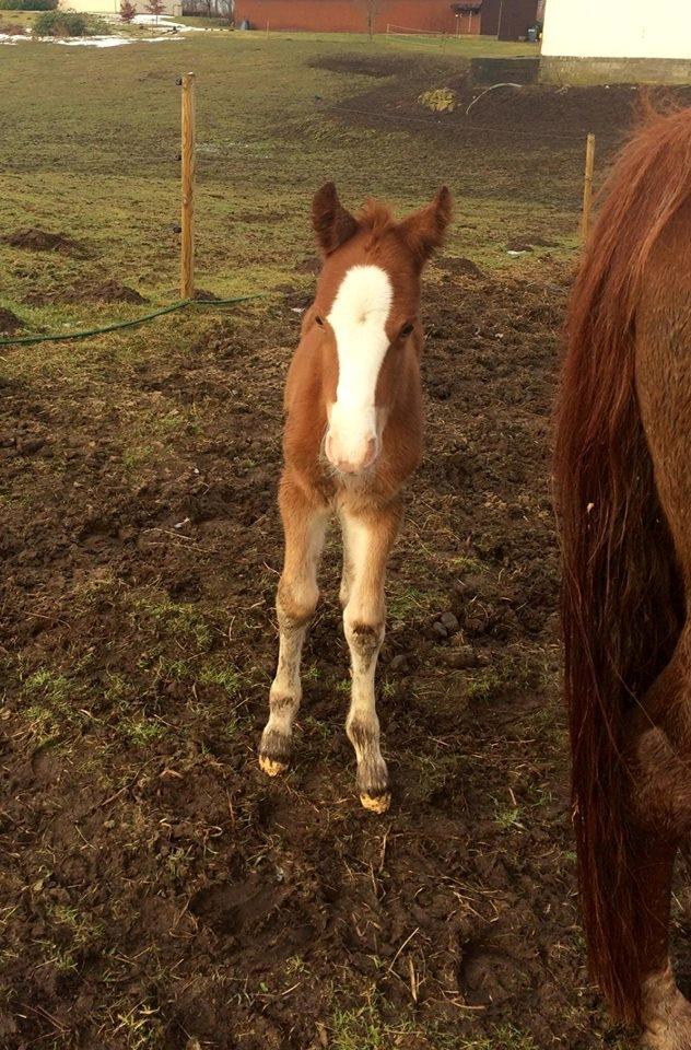 DSP Don Santino Nobility billede 28