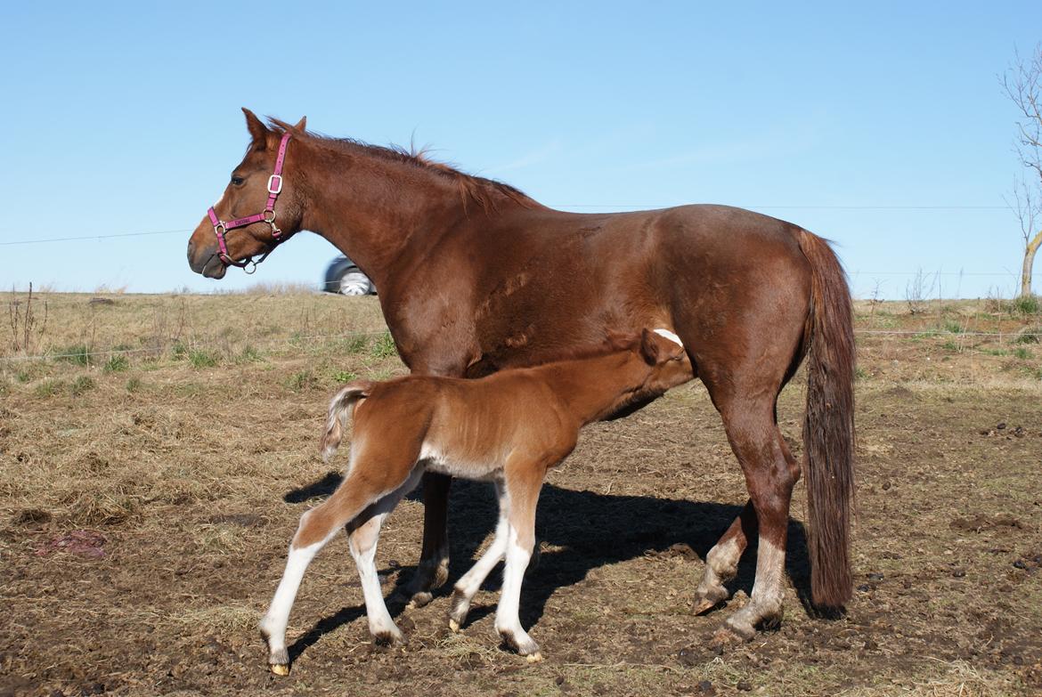 DSP Amalie billede 4