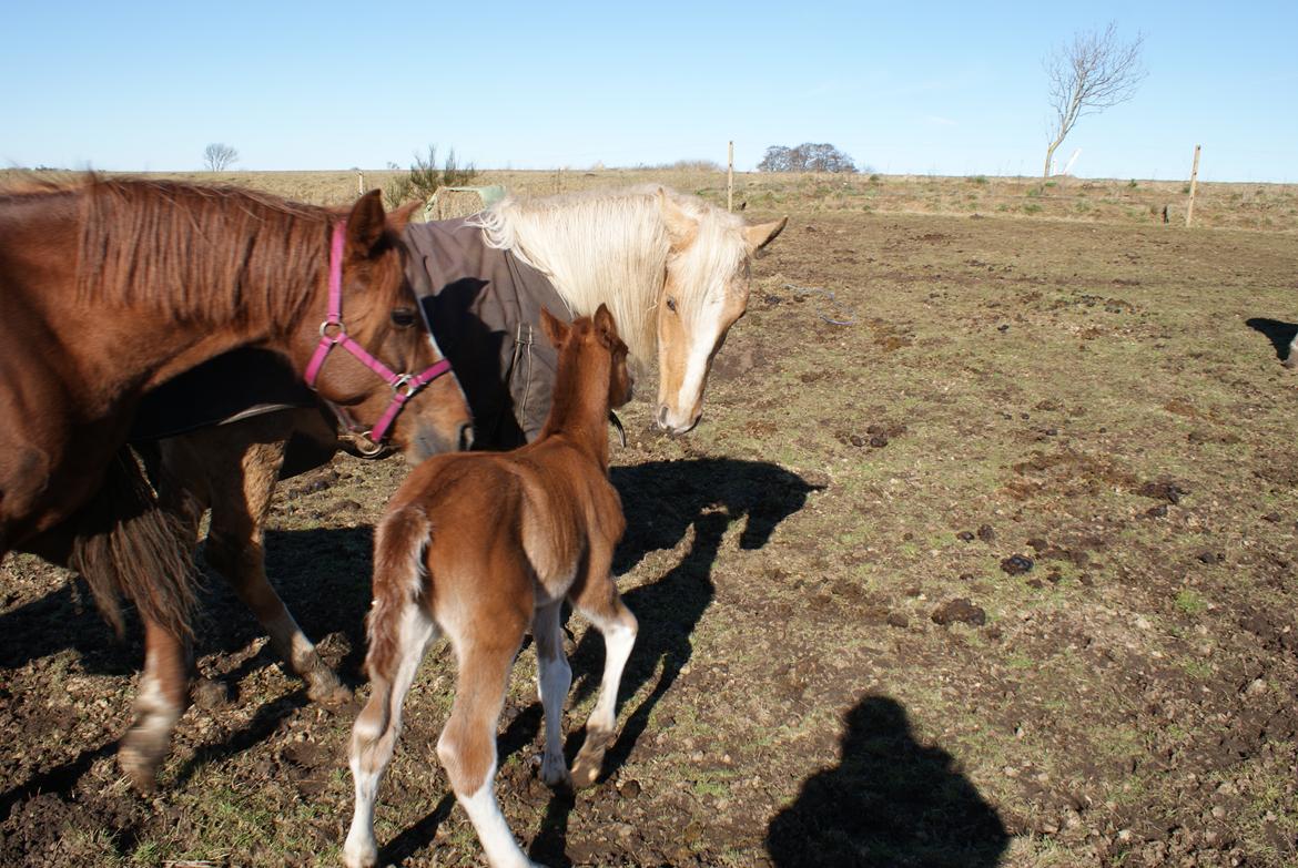 DSP Amalie billede 7