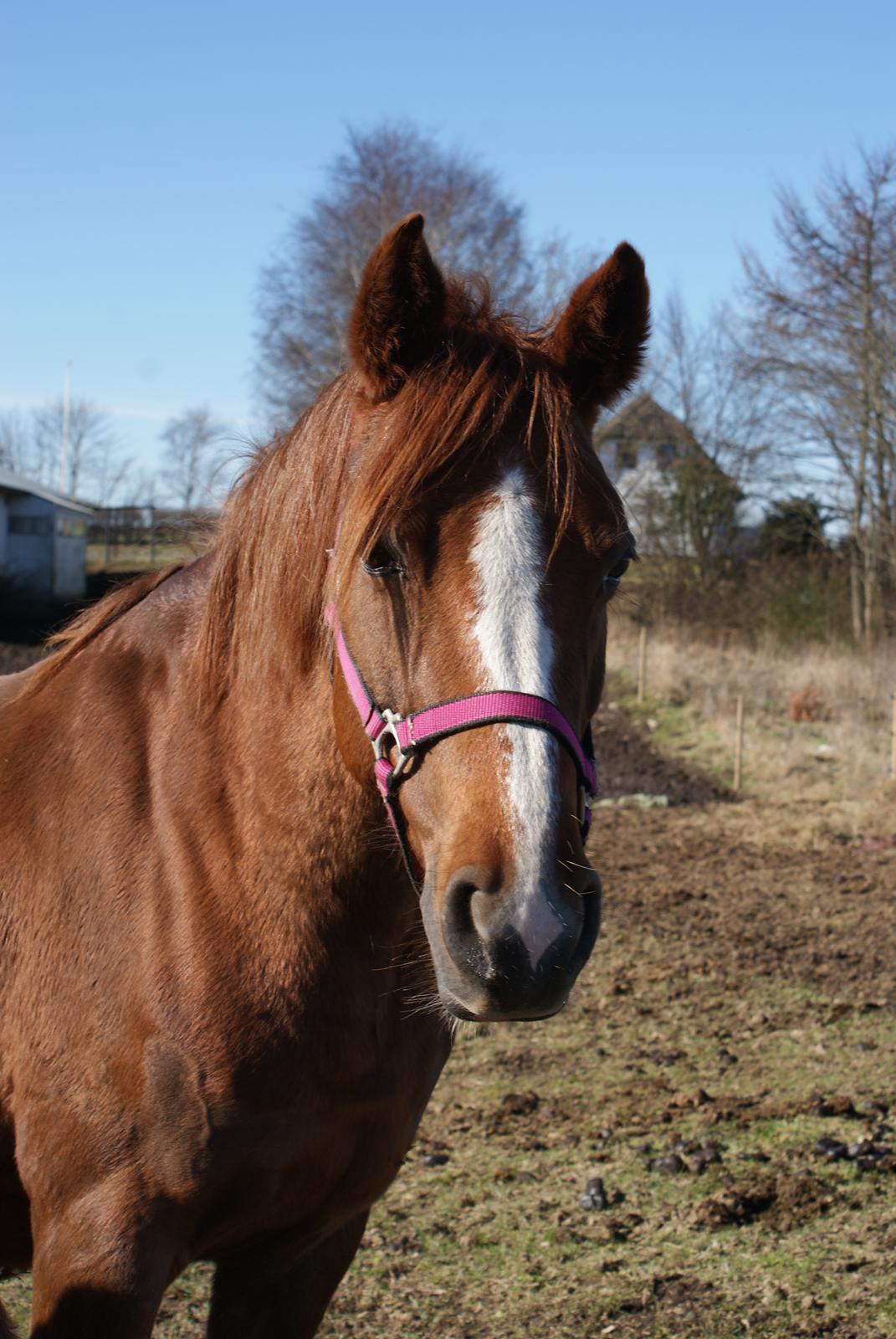 DSP Amalie billede 1