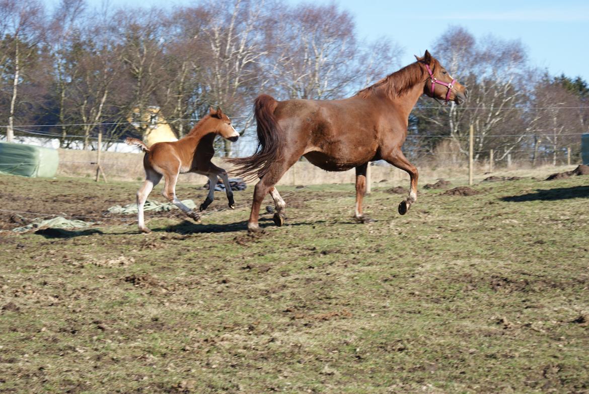 DSP Amalie billede 3