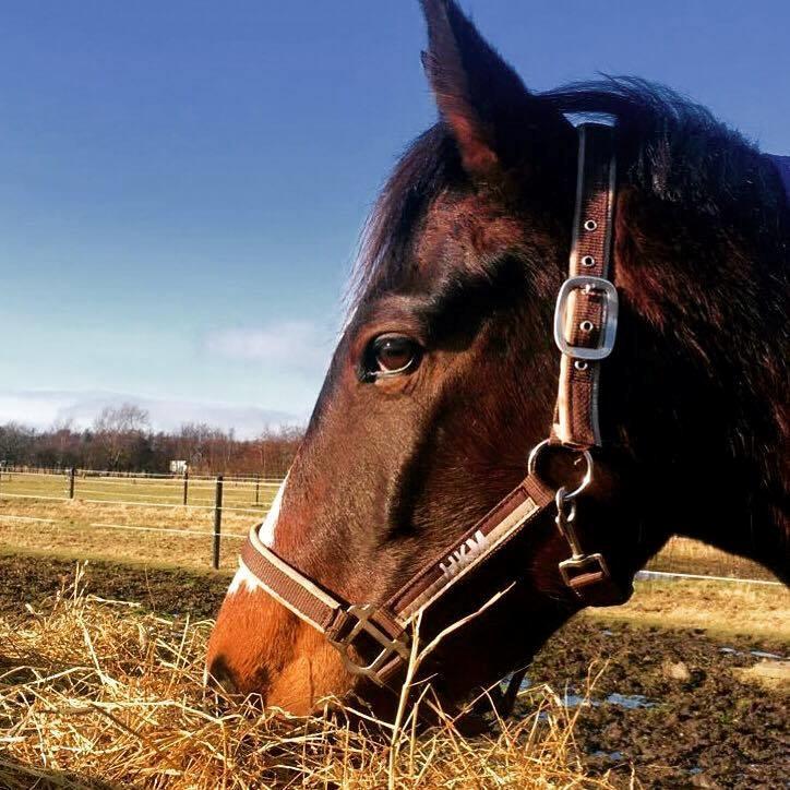 Pinto Irish Dancer  billede 5