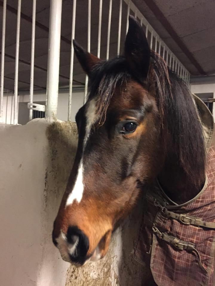 Pinto Irish Dancer  billede 11